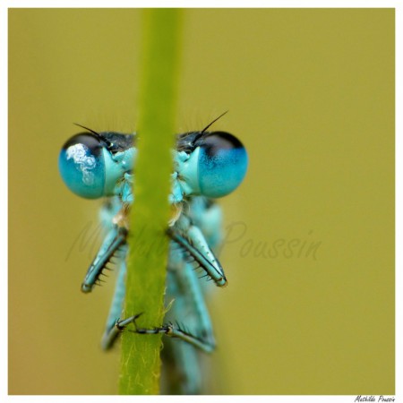 Agrion de mercure - Coenagrion mercuriale